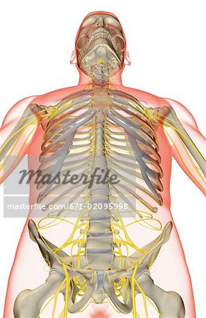 The nerves of the upper body