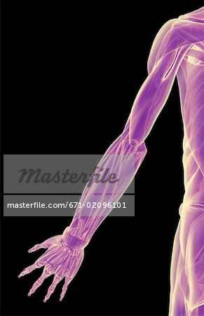 The muscles of the upper limb