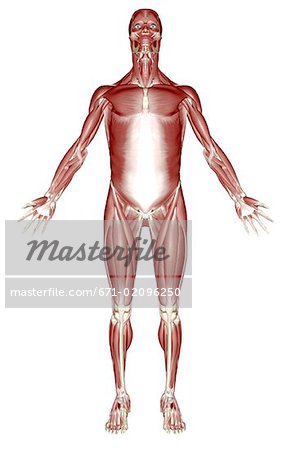 The muscular system