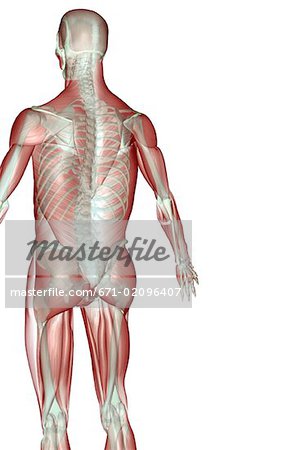 The musculoskeleton of the upper limb