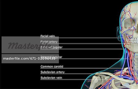 The blood supply of the head and neck