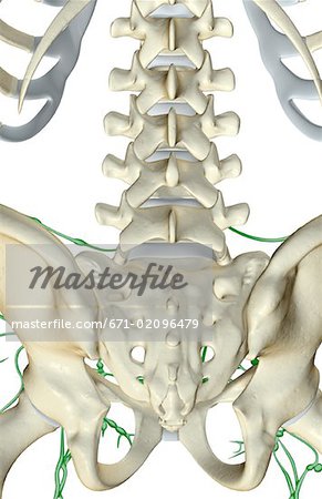The lymph supply of the lower back