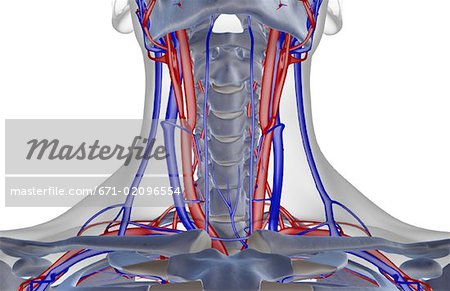 The blood supply of the neck