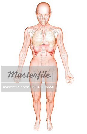 The heart and the respiratory system