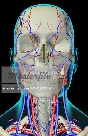 The blood supply of the head, neck and face