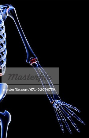 The bones of the upper limb