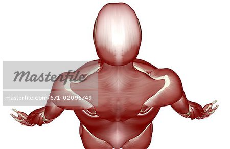 The muscles of the head and shoulder