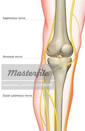 The nerve supply of the knee