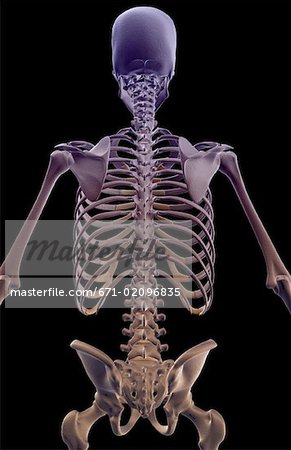 The bones of the upper body