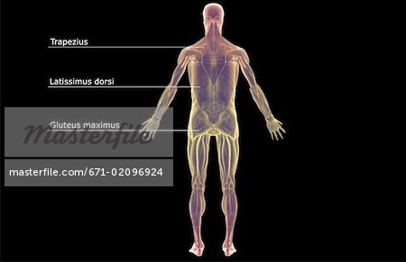 The muscular system