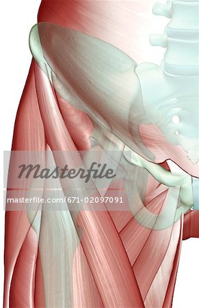 The musculoskeleton of the hip