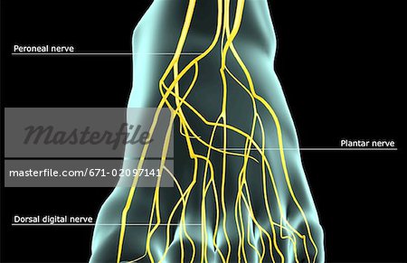 The nerves of the foot