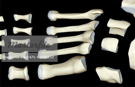 The bones of the foot