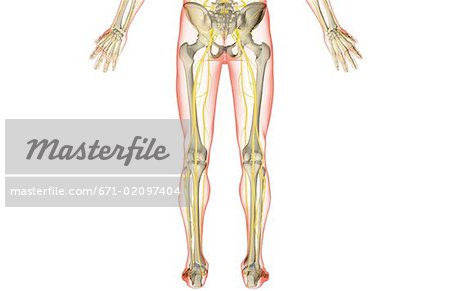 The Nerves Of The Lower Body Stock Photo Masterfile Premium Royalty Free Code 671 02097404