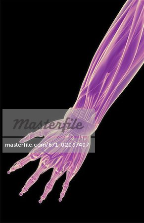 The muscles of the forearm