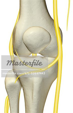 The nerves of the knee