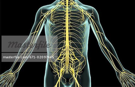 The nerves of the trunk