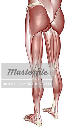 The Muscles Of The Lower Body Stock Photo Masterfile Premium Royalty Free Code 671 02097545