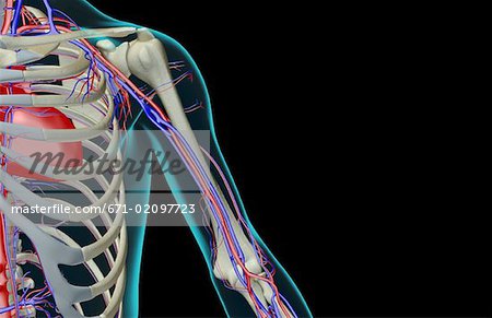 The blood supply of the shoulder and upper arm