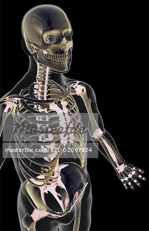 The ligaments of the upper body