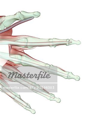 The musculoskeleton of the fingers