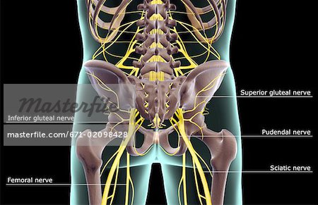 superior gluteal nerve model