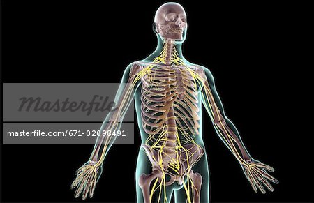 The nerves of the upper body
