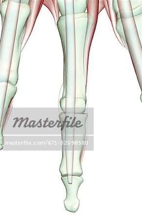 The musculoskeleton of the fingers