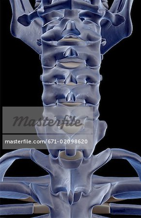 The bones of the neck