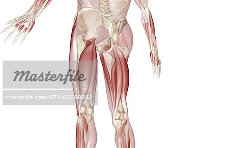 Muscles of the Upper Leg Diagram