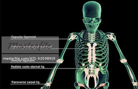 The ligaments of the upper body