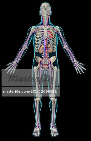 The urinary and vascular system