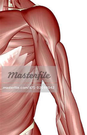 Muscles of the arm and torso