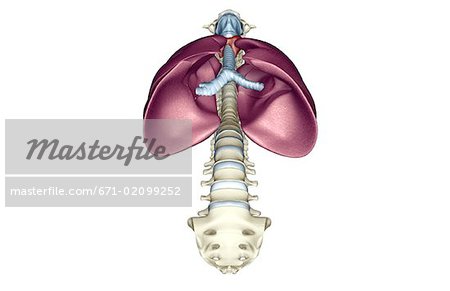 The lungs