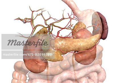 Accessory digestive organs