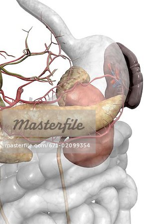 Accessory digestive organs