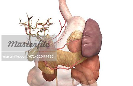 Accessory digestive organs