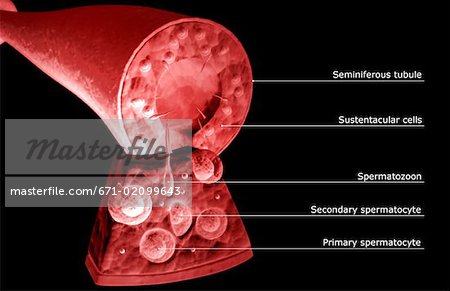 Seminiferous tubules of the testes