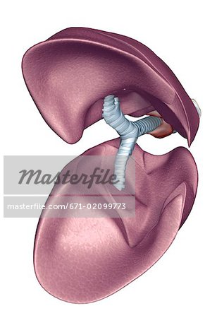 The lungs