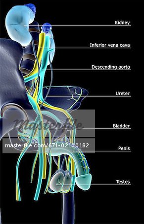 The urinary system