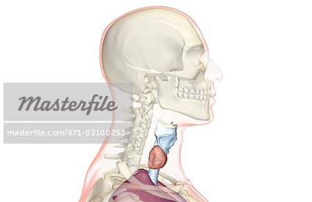 The larynx