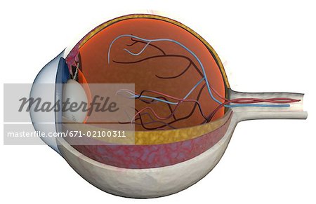 Structure of the eye