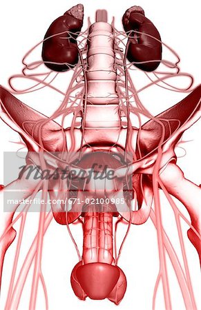 Nerve supply of the urinary system