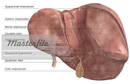 The liver and the gallbladder