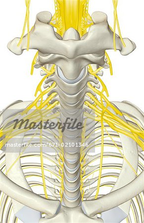 Nerves of the upper body