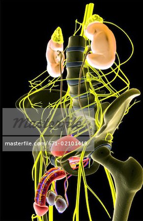 Nerve supply of the urinary system