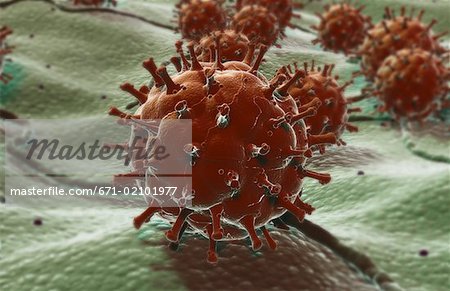 Virus