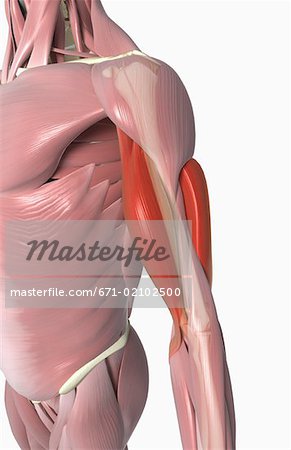 The biceps and the triceps brachii