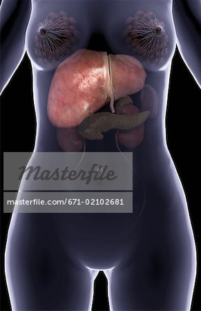 The upper digestive accessory organs