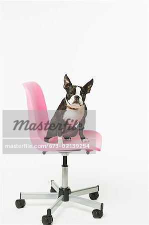 Boston Terrier sitting in office chair